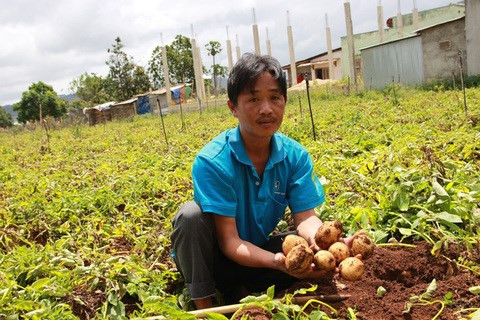 Provincia vietnamita de Lam Dong lucha contra patatas falsificadas de China ảnh 1 Provincia vietnamita de Lam Dong lucha contra patatas falsificadas de China ảnh 1