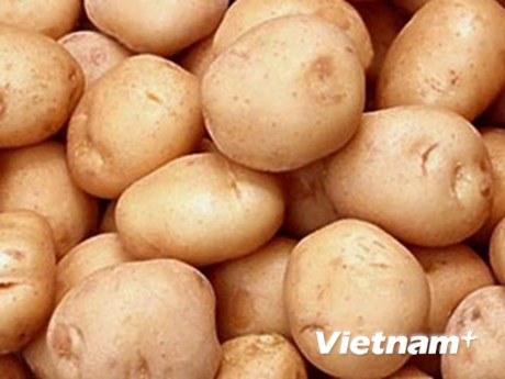 El 60 por ciento de patatas procesadas en Vietnam son importadas ảnh 1