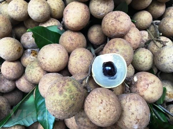 Vietnam promueve venta de longan a pocas semanas de comenzar recolección de la fruta ảnh 1 Vietnam promueve venta de longan a pocas semanas de comenzar recolección de la fruta ảnh 1