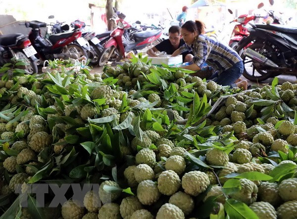 Vietnam y China robustecen comercio de productos agroacuícolas ảnh 1 Vietnam y China robustecen comercio de productos agroacuícolas ảnh 1