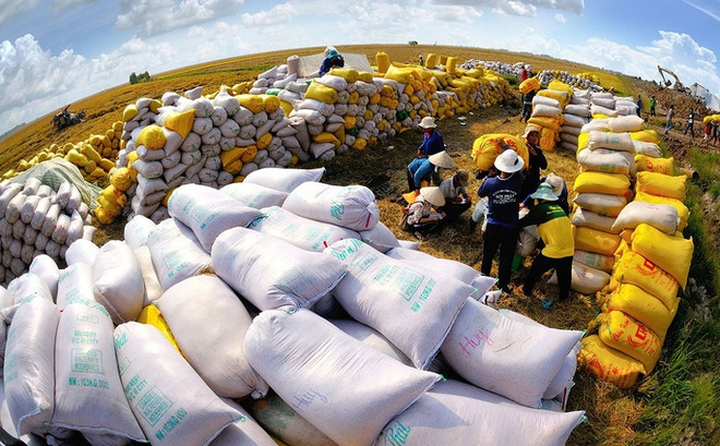 Exportaciones de arroz de Vietnam superarán cuatro mil millones de dólares en 2023 ảnh 1 Exportaciones de arroz de Vietnam superarán cuatro mil millones de dólares en 2023 ảnh 1