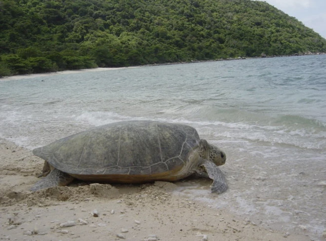 Con Dao, importante área de conservación de tortugas marinas en el mundo ảnh 2 Con Dao, importante área de conservación de tortugas marinas en el mundo ảnh 2