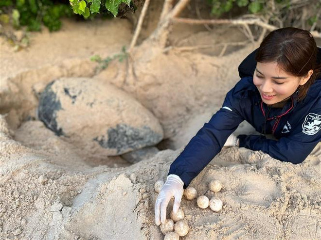 Con Dao, importante área de conservación de tortugas marinas en el mundo ảnh 4 Con Dao, importante área de conservación de tortugas marinas en el mundo ảnh 4