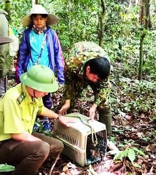 Liberan en provincia vietnamita animales en peligro de extinción ảnh 1