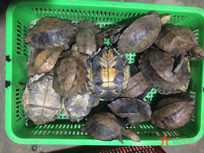 Condenan a prisión en Vietnam a dos personas por comercio ilícito de tortugas raras ảnh 1