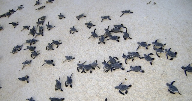 Con Dao, importante área de conservación de tortugas marinas en el mundo ảnh 3 Con Dao, importante área de conservación de tortugas marinas en el mundo ảnh 3