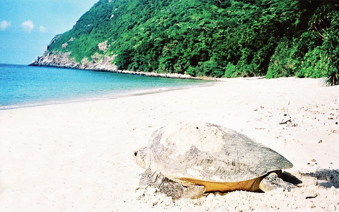 Con Dao, importante área de conservación de tortugas marinas en el mundo ảnh 1 Con Dao, importante área de conservación de tortugas marinas en el mundo ảnh 1