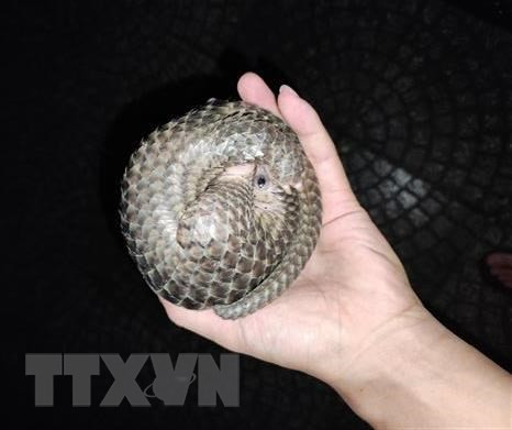 Dos pangolines fueron entregados a las autoridades en Binh Phuoc ảnh 1