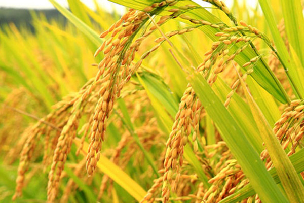 Provincia vietnamita aplica por primera vez software de identificación de plagas de arroz ảnh 1 Provincia vietnamita aplica por primera vez software de identificación de plagas de arroz ảnh 1