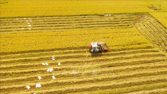 Vietnam apunta a convertirse en productor de alimentos responsable y sostenible ảnh 1 Vietnam apunta a convertirse en productor de alimentos responsable y sostenible ảnh 1