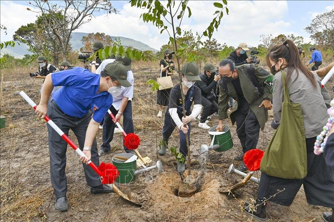 Cultivan más de mil árboles verdes en provincia centrovietnamita ảnh 1 Cultivan más de mil árboles verdes en provincia centrovietnamita ảnh 1
