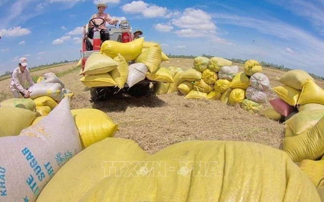 Unión Europea sigue siendo mercado potencial para la exportación arrocera de Vietnam ảnh 1 Unión Europea sigue siendo mercado potencial para la exportación arrocera de Vietnam ảnh 1