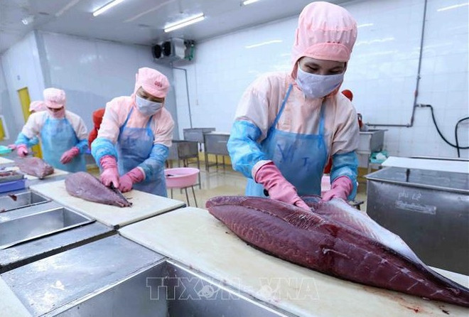 Exportaciones del atún vietnamita aumentan 16,6 por ciento en 2021 ảnh 1 Exportaciones del atún vietnamita aumentan 16,6 por ciento en 2021 ảnh 1
