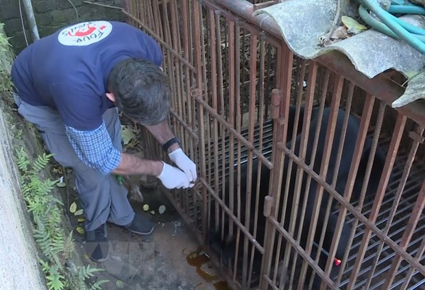 Rescatan en Vietnam a un oso negro asiático cautivo durante casi 30 años ảnh 1 Rescatan en Vietnam a un oso negro asiático cautivo durante casi 30 años ảnh 1