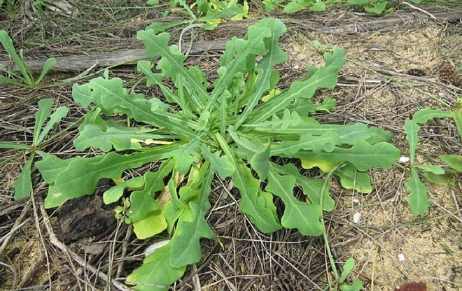 Exportarán plantas medicinales de Vietnam a Estados Unidos ảnh 1 Exportarán plantas medicinales de Vietnam a Estados Unidos ảnh 1