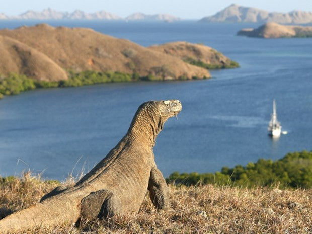 Promueve Indonesia el turismo hacia la Isla de Komodo ảnh 1
