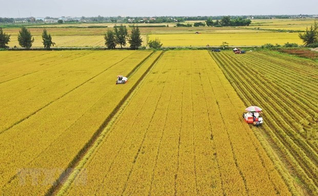 Promueven expertos japoneses medidas para intensificar la cooperación agrícola con Vietnam ảnh 1 Promueven expertos japoneses medidas para intensificar la cooperación agrícola con Vietnam ảnh 1