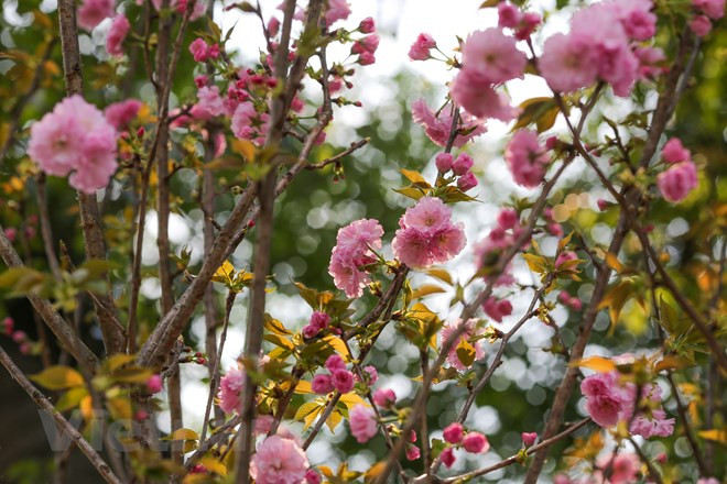 Celebrarán Festival de Flores Sa Dec 2020 ảnh 1