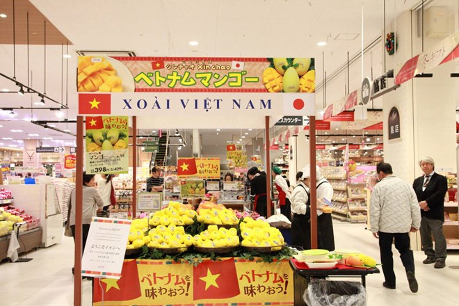 Mango vietnamita penetra en el mercado de Japón ảnh 1 Mango vietnamita penetra en el mercado de Japón ảnh 1