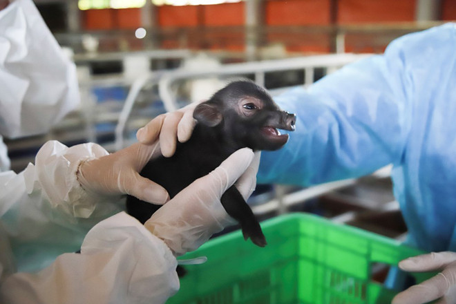 Vietnam realiza con éxito tecnología de clonación de animal a partir de células somáticas ảnh 1 Vietnam realiza con éxito tecnología de clonación de animal a partir de células somáticas ảnh 1