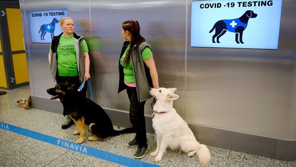 Tailandia entrena perros rastreadores para detectar el COVID-19 ảnh 1