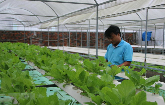 Ciudad Ho Chi Minh se convertirá en 2030 en centro de tecnología agrícola de alta calidad ảnh 1 Ciudad Ho Chi Minh se convertirá en 2030 en centro de tecnología agrícola de alta calidad ảnh 1