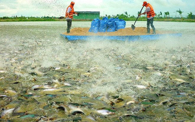 Aumentan exportaciones de pescado Tra de Vietnam a Reino Unido ảnh 1 Aumentan exportaciones de pescado Tra de Vietnam a Reino Unido ảnh 1