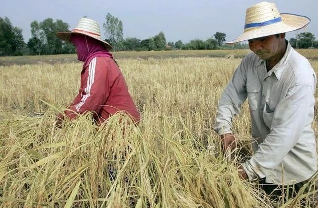 Tailandia eleva objetivo de exportación de arroz a 8,5 millones de toneladas en 2023 ảnh 1 Tailandia eleva objetivo de exportación de arroz a 8,5 millones de toneladas en 2023 ảnh 1