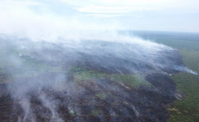 Incendio de turberas en Indonesia ảnh 1