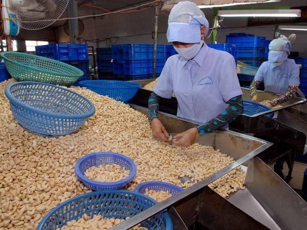 Reciben apoyo empresas exportadoras de anacardo vietnamita ảnh 1