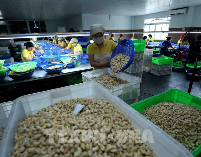Embajada de Vietnam en Italia asiste a empresas nacionales ante riesgo de fraude en exportaciones ảnh 1 Embajada de Vietnam en Italia asiste a empresas nacionales ante riesgo de fraude en exportaciones ảnh 1