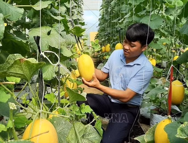 Provincia vietnamita de Ninh Thuan dedica fondo millonario a reducción de pobreza sostenible ảnh 2