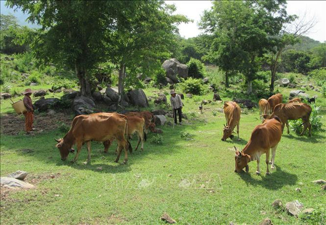 Provincia vietnamita de Ninh Thuan dedica fondo millonario a reducción de pobreza sostenible ảnh 1 Provincia vietnamita de Ninh Thuan dedica fondo millonario a reducción de pobreza sostenible ảnh 1