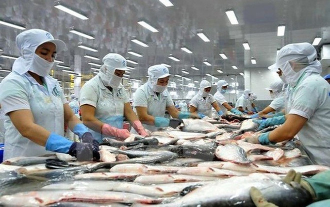 Aumentan exportaciones de pescado Tra vietnamita a Europa ảnh 1 Aumentan exportaciones de pescado Tra vietnamita a Europa ảnh 1