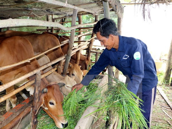 Vietnam aumenta exportación de productos pecuarios y piensos ảnh 1