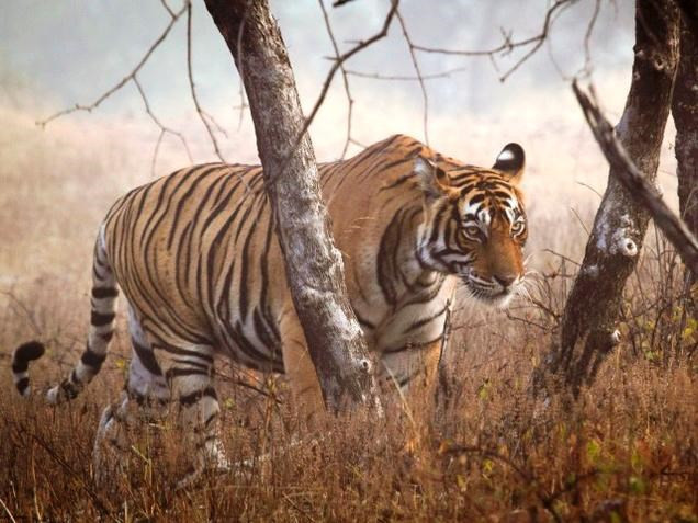 Tigres en peligro de extinción en Vietnam ảnh 1 Tigres en peligro de extinción en Vietnam ảnh 1