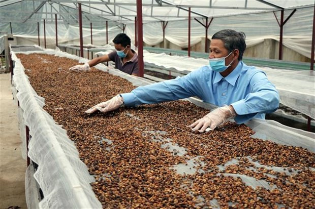 Cooperativas vietnamitas por aplicar el comercio electrónico ảnh 1 Cooperativas vietnamitas por aplicar el comercio electrónico ảnh 1