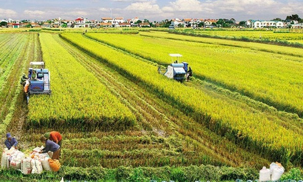 Agricultura vietnamita garantiza la seguridad alimentaria y exportación ảnh 1 Agricultura vietnamita garantiza la seguridad alimentaria y exportación ảnh 1