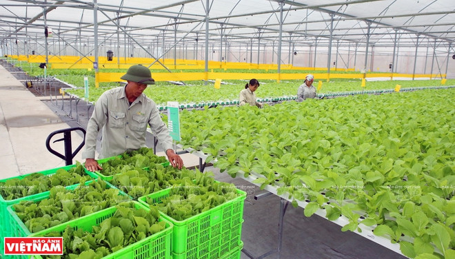 Vietnam por ampliar la producción agrícola orgánica ảnh 1 Vietnam por ampliar la producción agrícola orgánica ảnh 1
