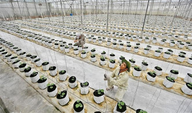 Vietnam establecerá políticas para desarrollo de economía campesina ảnh 1 Vietnam establecerá políticas para desarrollo de economía campesina ảnh 1