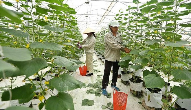 Vietnam establecerá políticas para desarrollo de economía campesina ảnh 2 Vietnam establecerá políticas para desarrollo de economía campesina ảnh 2