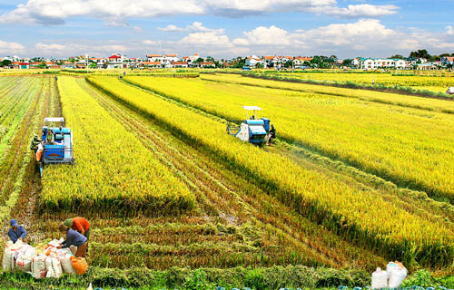Región sureña de Vietnam se prepara para producción agrícola en nueva situación ảnh 1 Región sureña de Vietnam se prepara para producción agrícola en nueva situación ảnh 1