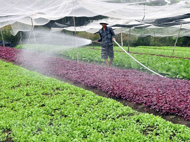 Prevé Hanoi tres escenarios de crecimiento para sector agropecuario y rural en 2021 ảnh 1 Prevé Hanoi tres escenarios de crecimiento para sector agropecuario y rural en 2021 ảnh 1