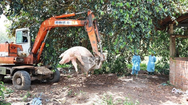 Prevé Gobierno de Vietnam apoyar a agricultores afectados por la peste porcina africana ảnh 1