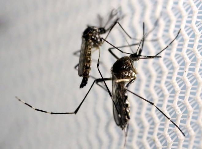 Realiza Tailandia acciones contra la expansión de la fiebre Chikungunya ảnh 1 Realiza Tailandia acciones contra la expansión de la fiebre Chikungunya ảnh 1
