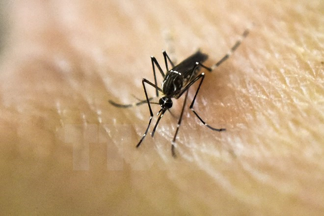 Camboya retira confirmación del primer caso infectado del Zika ảnh 1 Camboya retira confirmación del primer caso infectado del Zika ảnh 1