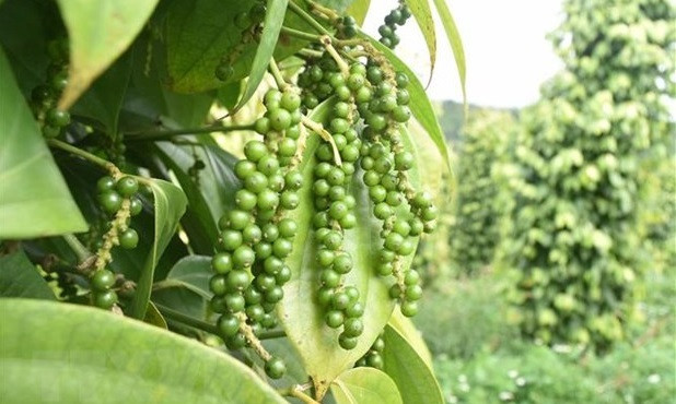 Intercambio comercial Vietnam-Reino Unido aumenta a pesar de pandemia de COVID-19 ảnh 1