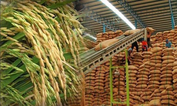 Tailandia promueve el desarrollo del arroz orgánico ảnh 1