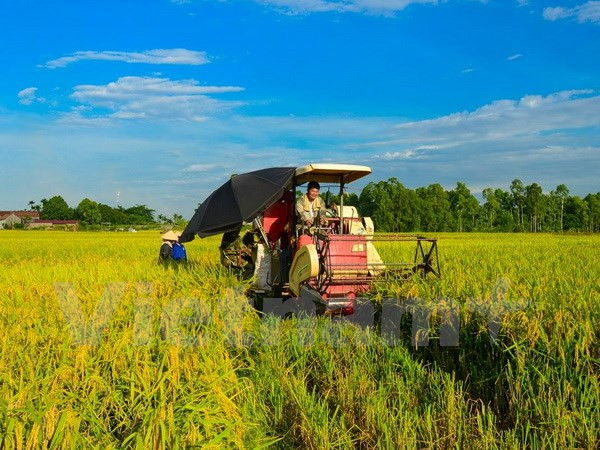 Vietnam propone soluciones para desarrollo del sector agrícola y seguridad alimentaria ảnh 1 Vietnam propone soluciones para desarrollo del sector agrícola y seguridad alimentaria ảnh 1