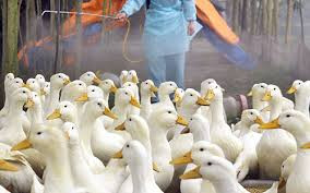 Myanmar levanta restricción al transporte de productos de aves al controlar la H5N1 ảnh 1